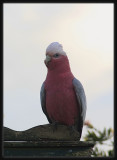 Galah