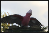 Galah - Landing
