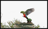 King Parrot - Landing