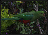 King Parrot - Female