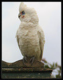 Little Corella