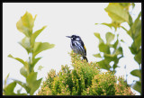 New Holland Honeyeater