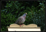 Bronzewing