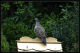 Bronzewing