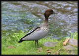 Wood Duck