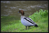 Wood Duck