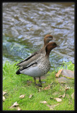 Wood Ducks