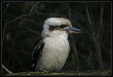 Kookaburra