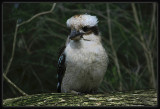 Kookaburra