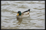 Mallard - Male