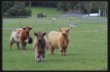 Highland Cattle