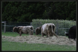 Highland Cattle