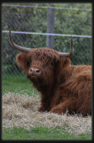 Highland Cattle