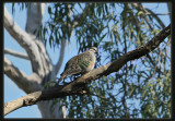 Bronzewing