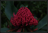 Waratah