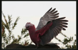 Galah - Taking Off