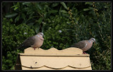 Spotted Dove