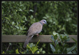 Spotted Dove