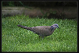 Spotted Dove