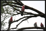 Galahs