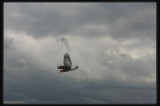 Galah - In Flight
