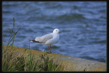 Silver Gull