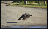 Pacific Gull - Taking Off