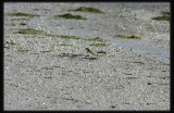 Red Capped Plover - Male.