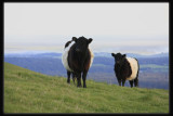 Belted Galloway.