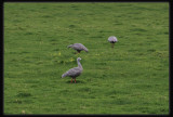 Cape Barren Geese