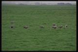 Cape Barren Geese