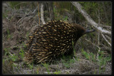 Echidna