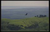 Wedgetail Eagle