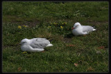 Silver Gulls