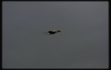 Pacific Gull in Flight