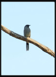 Little Wattle Bird