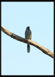Little Wattle Bird