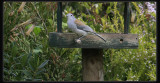 Shrike Thrush