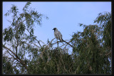 Black-faced  Cuckoo - Shrike