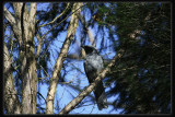Black-faced  Cuckoo - Shrike