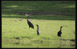 Great Cormorant