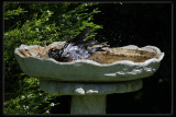 Common Miner Bathing