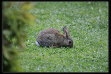 Baby Rabbit In Our Garden