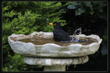 Blackbird