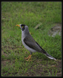 Noisy Miner