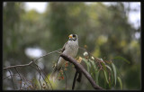 Noisy Miner