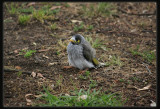 Noisy Miner - Chick