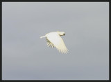 Sulphur Crested Cockatoo