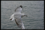 Silver Gull