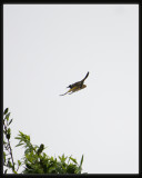 New Holland Honeyeater